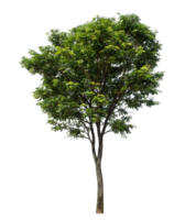 Tree Isolated on transparent Background, tropical trees isolated used for design, high resolution png