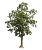 Tree Isolated on transparent Background, tropical trees, high resolution. png