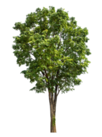 Tree Isolated on transparent Background, tropical trees,Tree Isolated on transparent Background, tropical trees isolated used for design, high resolution png