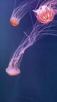 maravilloso Medusa con largo fluido tentáculos en vibrante submarino colores, brillante en el profundo Oceano video