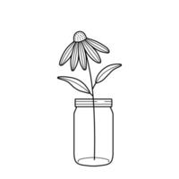 Echinacea flower in a glass jar. Composition of coneflower in a vase for home decor. Hand drawn line illustration isolated on white background. vector