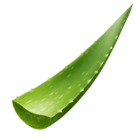 aloe vera leaf on transparent background png