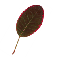 A single leaf of a smoke tree or a Cotinus coggygria. Cut out on a transparent background. png