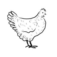Sketch of a Chicken on an isolated background. Hand drawn illustration of a Hen for label, sign, print, paper, logo, design. Food and house animals, egg production and fluff, bird vector