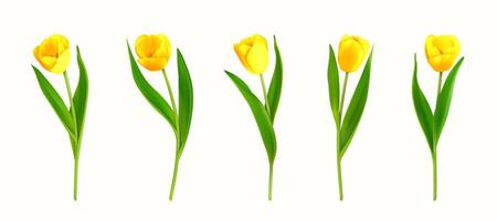 Spring yellow 3d tulip flowers in realistic style vector