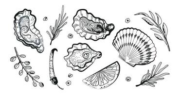 Oysters.Oyster Shell Set. Hand-drawn oysters, lemon slices, herbs, and salt. Ink sketch, isolated on a white background. Ink sketch isolated on white background. Retro style. vector