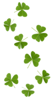 quatro folha trevo . verde trevos queda baixa . por sorte verde trevos queda baixa dentro no ar. fresco quatro folhas trevos flutuando, simbolizando sorte e Boa fortuna para santo patrick's dia png