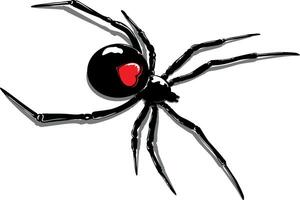 illustration of a spider with a heart on its back vector