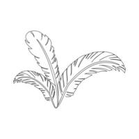 Bird feather single-line art beautifully portrays the delicate structure of a feather, using a continuous line to symbolize freedom and grace. vector