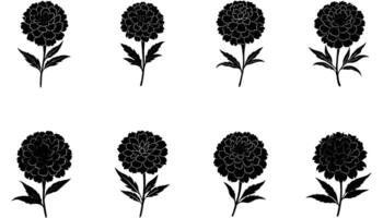 Set of marigold silhouettes illustration on white background vector