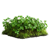 Wild green clover patch surrounded by soft moss isolated on a transparent background png