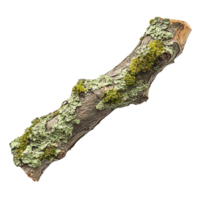 Weathered Branch with Moss and Lichen Isolated on Transparent Background png