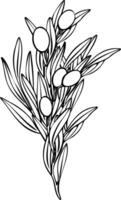 Hand drawn olive branch illustration with linear style and green outline. Minimalistic composition. elegant botanical elements for logos, packaging, prints, textiles, menu vector