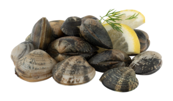 Fresh clams with guava lime cut out isolated transparent background png