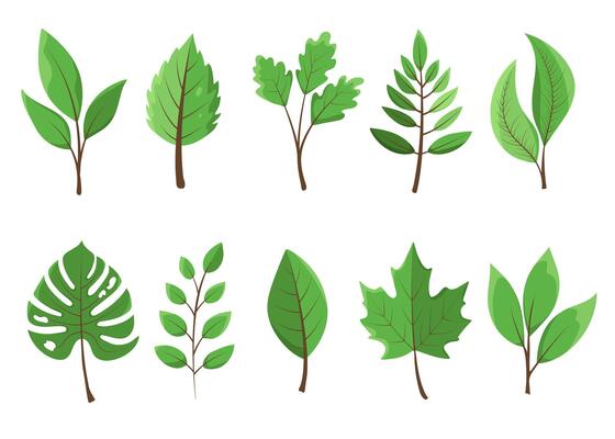 Fresh green leaves collection. Popular trees foliage set for decoration, design, eco projects. Green maple leaf, oak leaf, monstera, fern, birch, elm, beech poplar