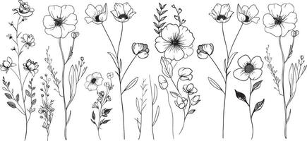 Hand drawn wildflowers in delicate line art style vector