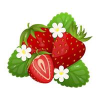 Whole and slice of strawberry with leaves and flowers vector