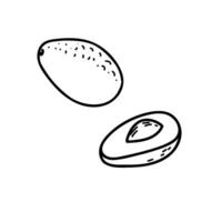 Avocado illustration in Doodle style. Whole and half fruit Slice isolated on a background. Simple black and white outline. For product packaging, menu, logos. vector