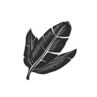 Banana leaf icon illustration vector