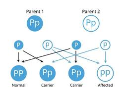 Mendelian genetics, the three possible genetic conditions for a trait inherited in a recessive manner vector