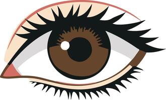 An eye with brown eyes and long lashes vector