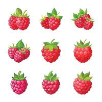 Fresh raspberry fruit set vector