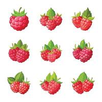 Juicy raspberry fruit set vector