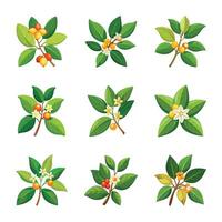 Spring flower collection vector