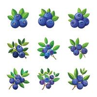 Set of realistic blueberries. vector