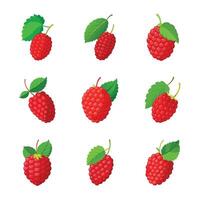 Set of raspberry fruit isolated on white vector