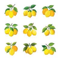 Set of realistic pear fruit vector