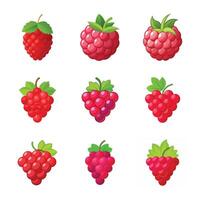Raspberry fruit set vector