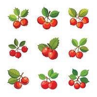 Set of red currant fruit vector