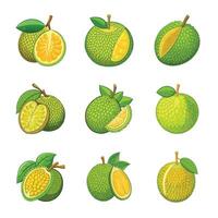 Jack fruit set on white vector
