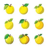 Set of realistic guava. vector