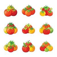 Realistic tomato set on white vector