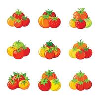 Tomato set on white vector