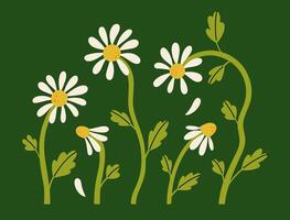 Postcard or poster with simple chamomile flowers. graphics. vector
