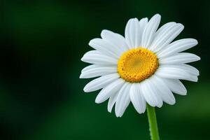 Beautiful daisy blooming in a lush green garden during the spring season with a vibrant yellow center and delicate white petals photo