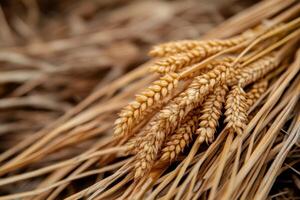 Beautiful close-up of harvested wheat stalks resting on dry straw in a sunny field during late summer harvesting season photo