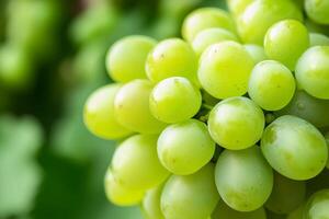Fresh green grapes clustered on a vine in a vineyard during the growing season photo