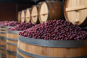 Grapes harvested and stored in wooden barrels at a winery during the grape harvest season in autumn photo
