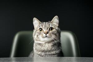Gray tabby cat sitting on a chair with a curious expression in a dimly lit room during the evening photo