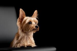 Small dog relaxing on a black chair with a soft focus on its fur and expressive eyes photo