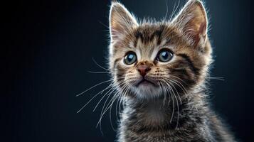 A kitten with blue eyes looking up photo