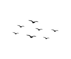 Simple birds flying. A group of silhouetted birds in scattered flight on a white background vector