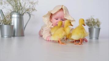 A baby is playing with a group of ducks video