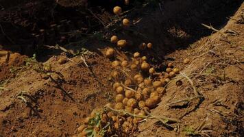 mechanized process of harvesting potatoes on a farming field video