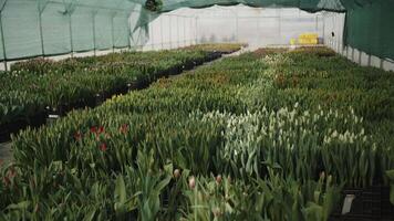 field of growing tulips in a greenhouse, gardening video