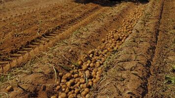 plantando patatas en un campo utilizando un combinar, agricultura temporada video